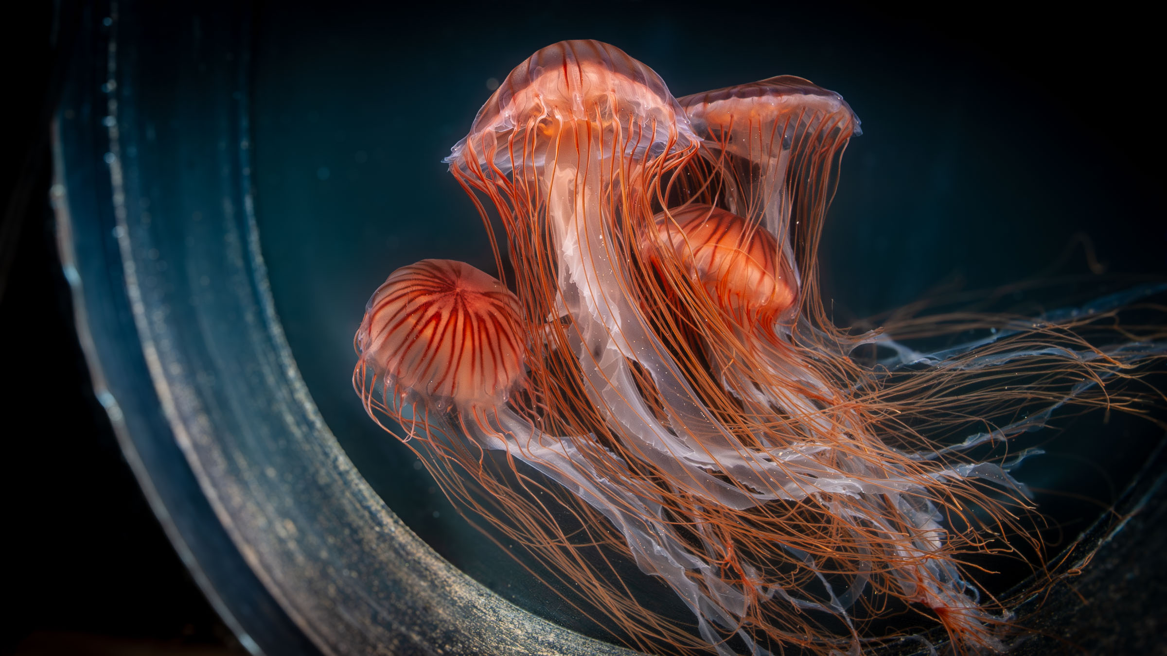Jellies floating in circular tank