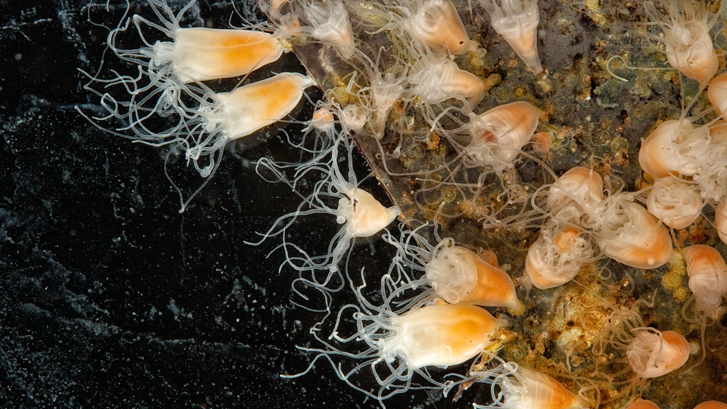 Sea Jelly Polyps