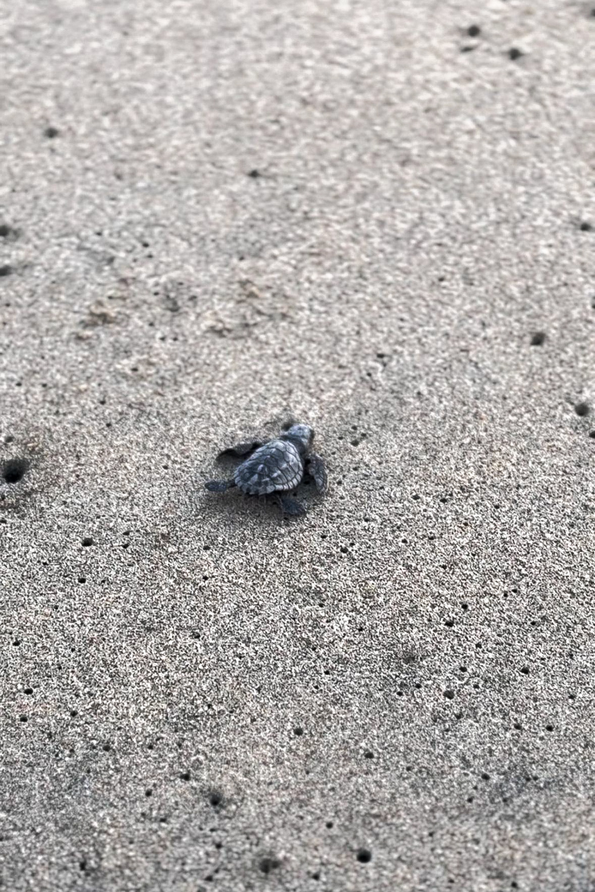 Turtle hatchling on beach