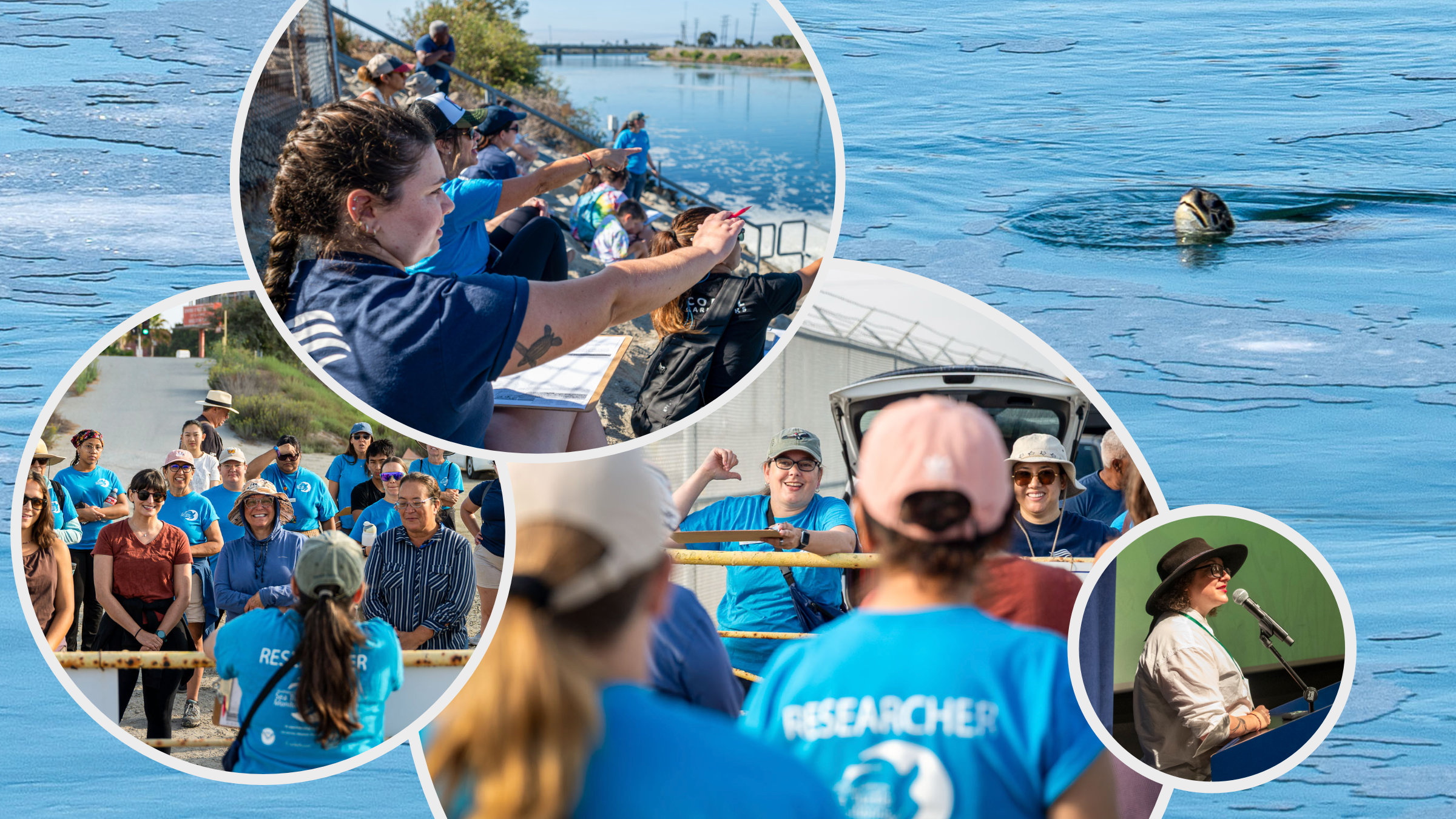 Illustration with images of sea turtle spotting volunteers
