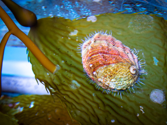White abalone resting on kelp.
