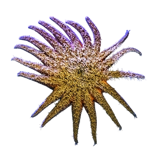 Cutout of a Sunflower Sea Star