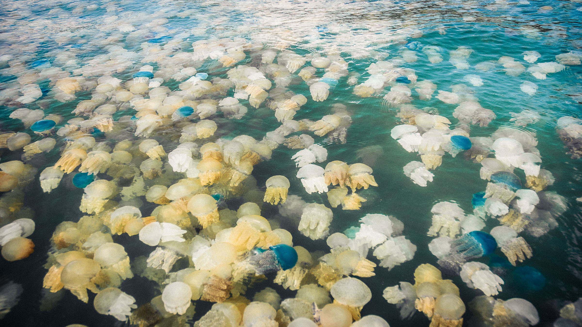 Many yellow and blue sea jellies at the waters surface
