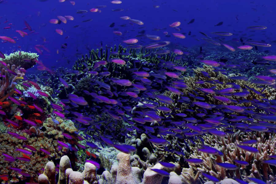 Coral and fish swimming