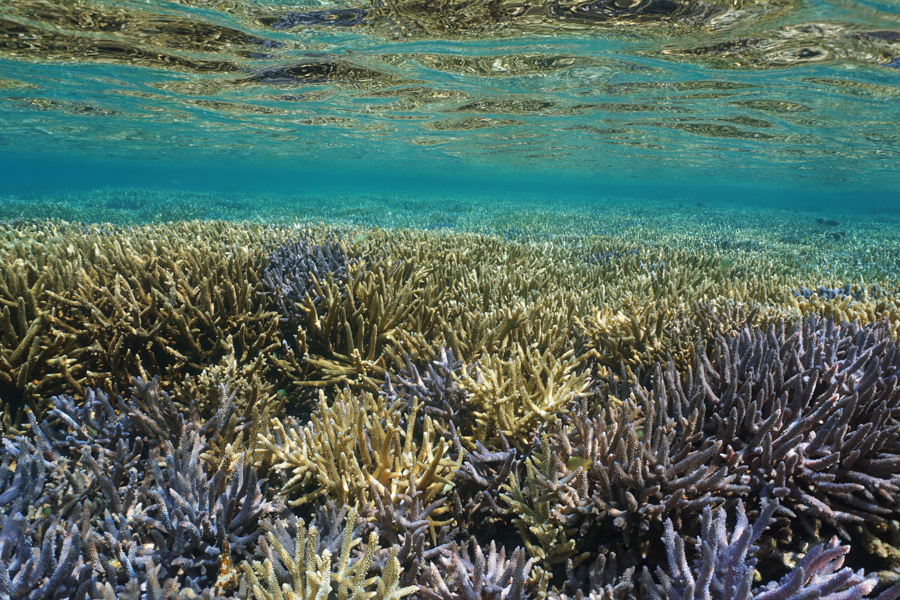 Infinity coral rendering
