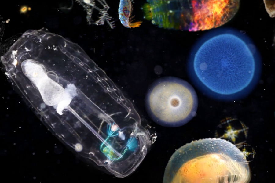 Microscopic closeup of plankton