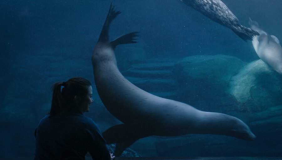 film still featuring silhouette of a female staff member in front of an exhibit with a swimming sea lion