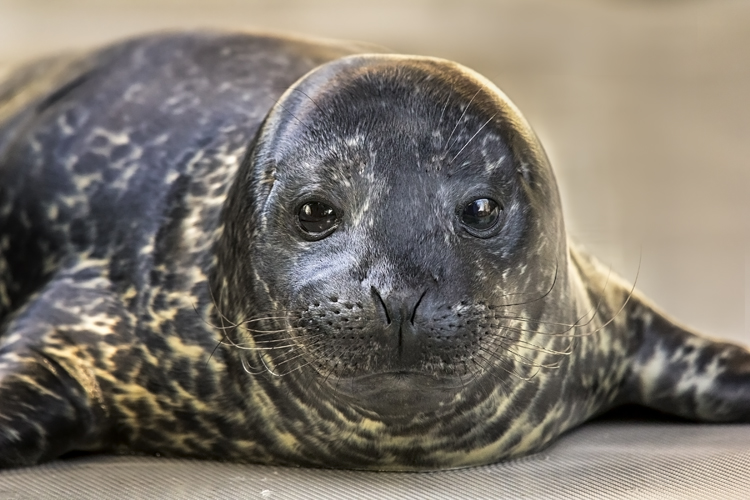 Harbor seal pup face view