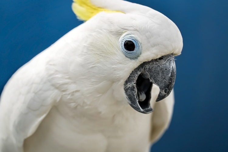 Cockatoo with mouth open