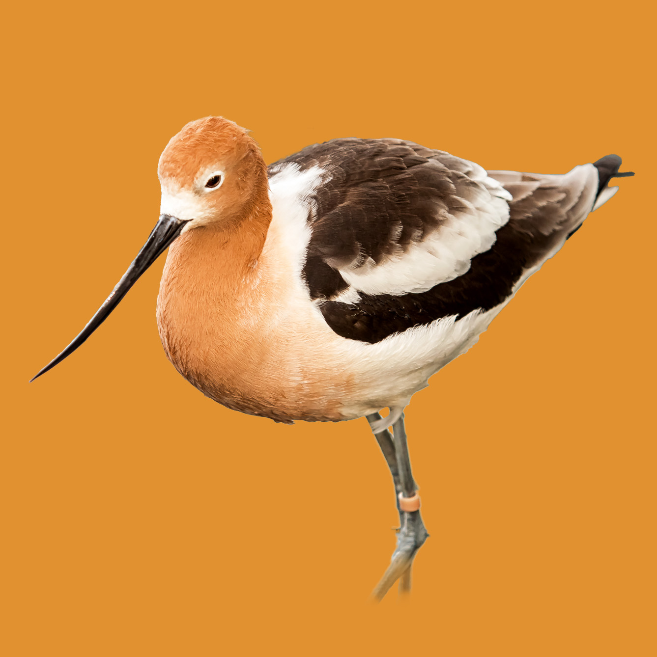 American Avocet on orange background