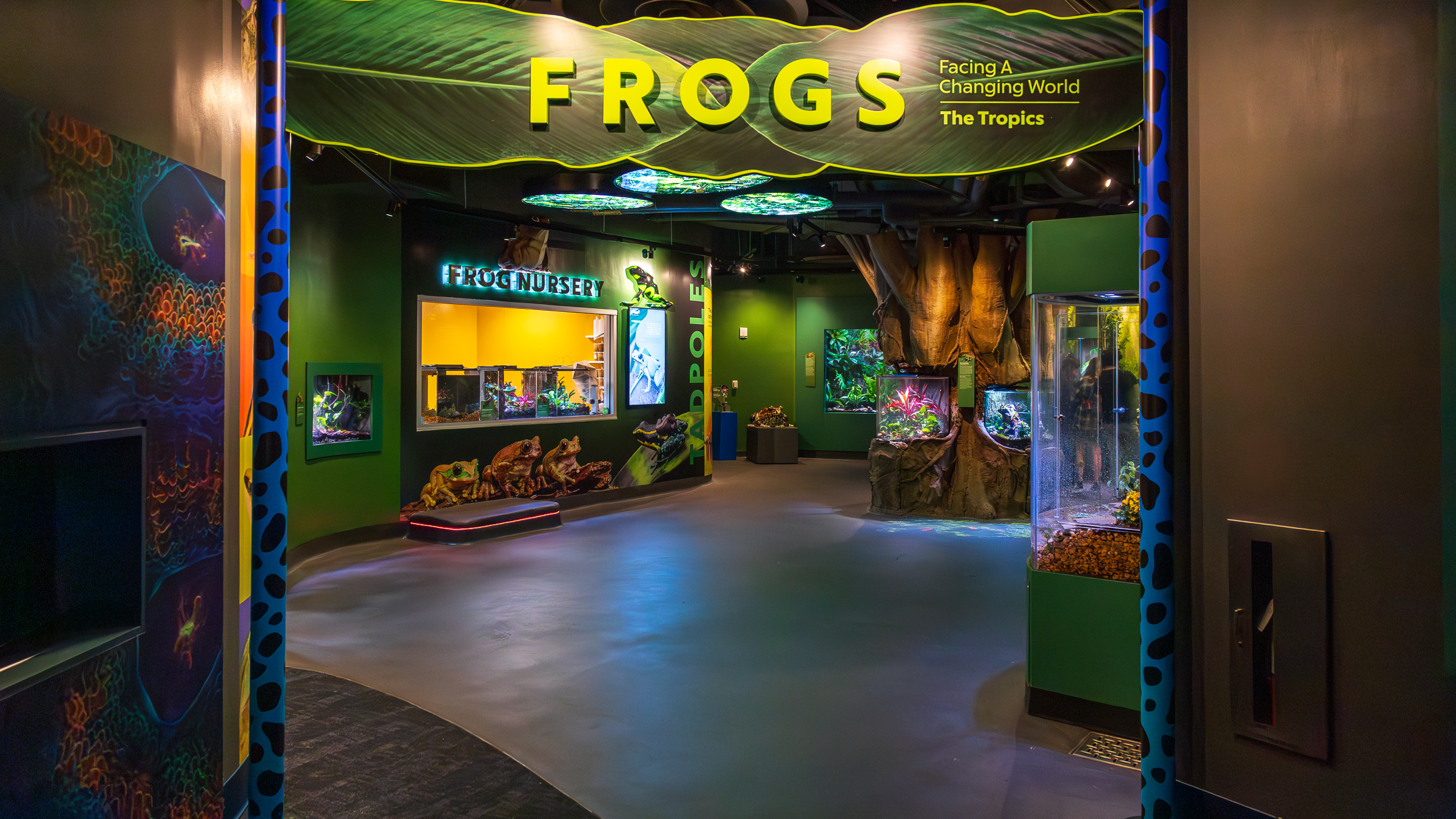 Frogs gallery view