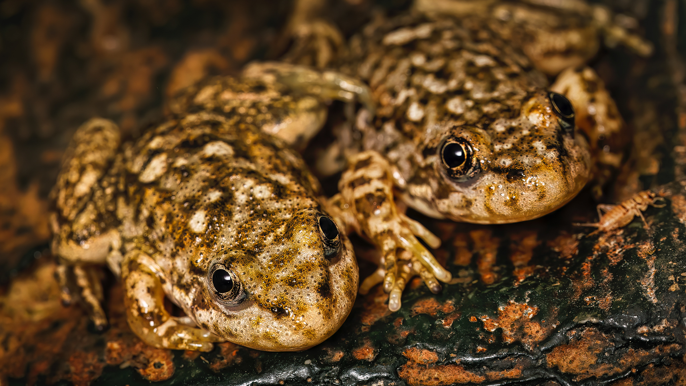 Two frogs sitting on a rock