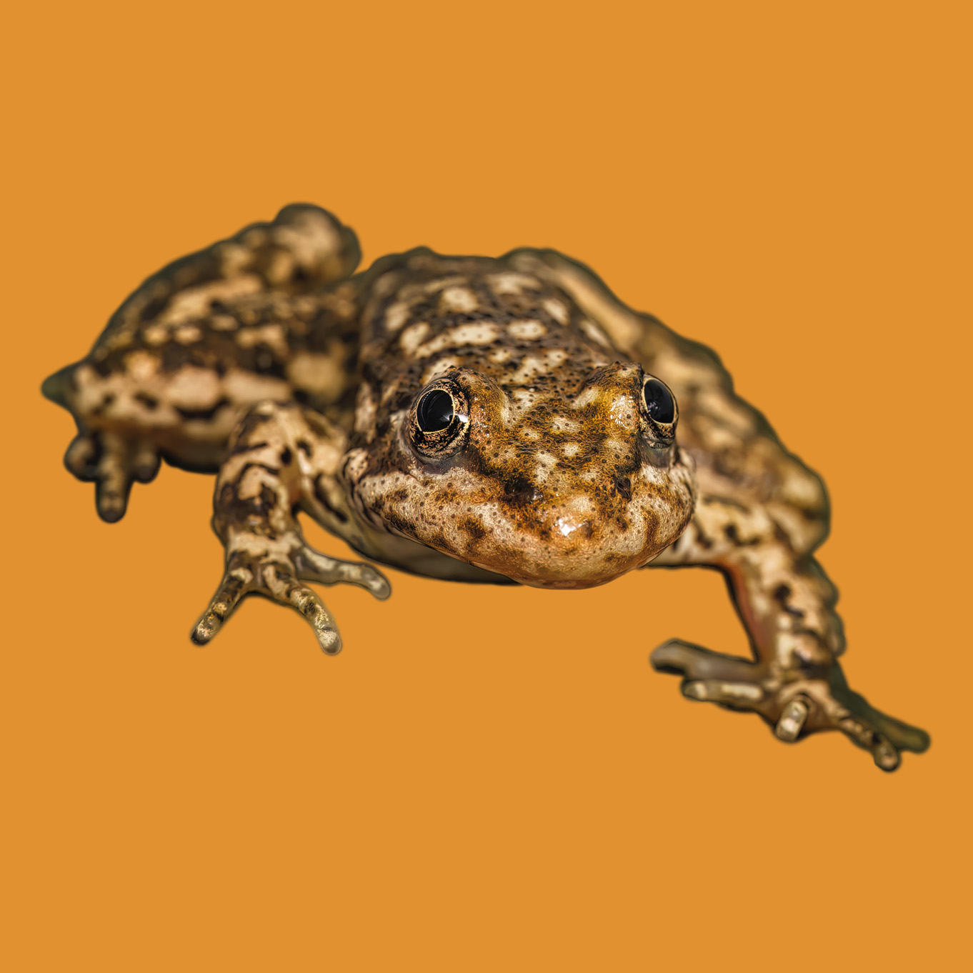 Mountain yellow-legged frog crouching orange background