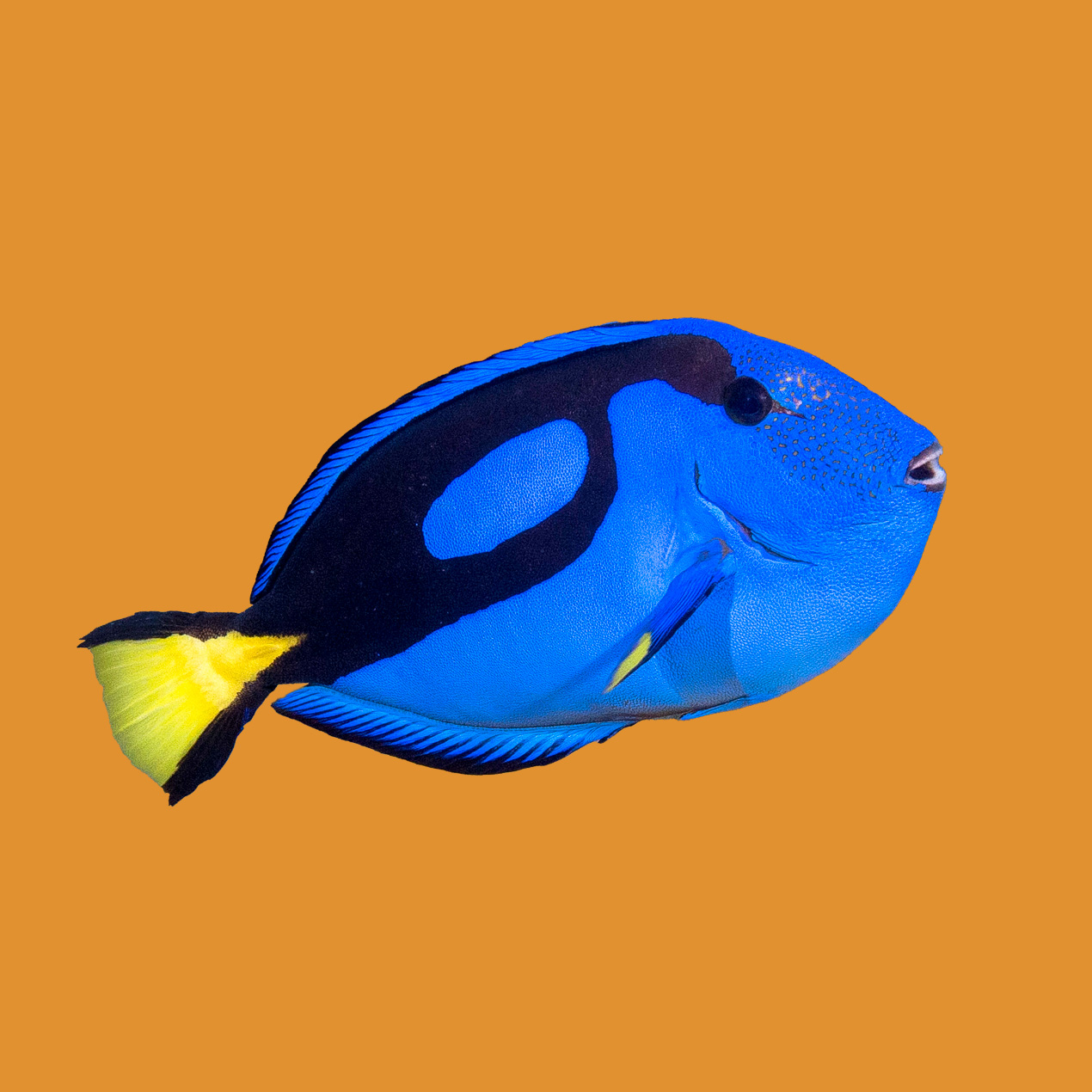 Palette Surgeonfish Blue Tang orange background