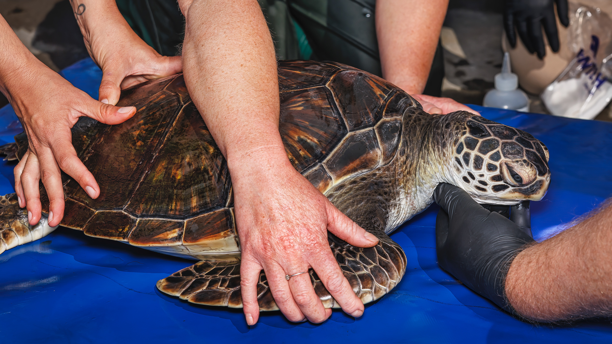 Sea turtle held on blue tarp with hands