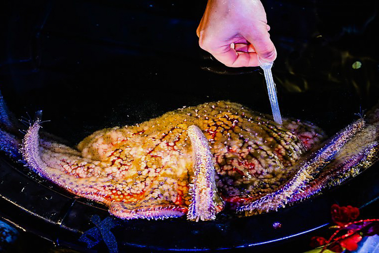 hand measuring sea star