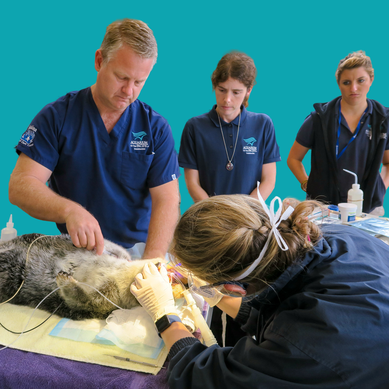 Vet otter procedure teal background