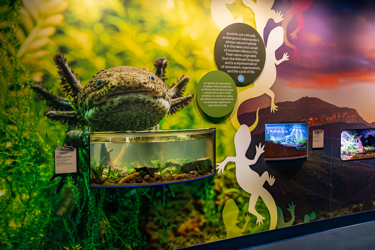 Frogs axolotl exhibit
