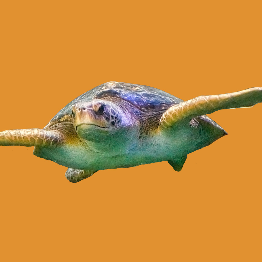 green sea turtle swimming orange background