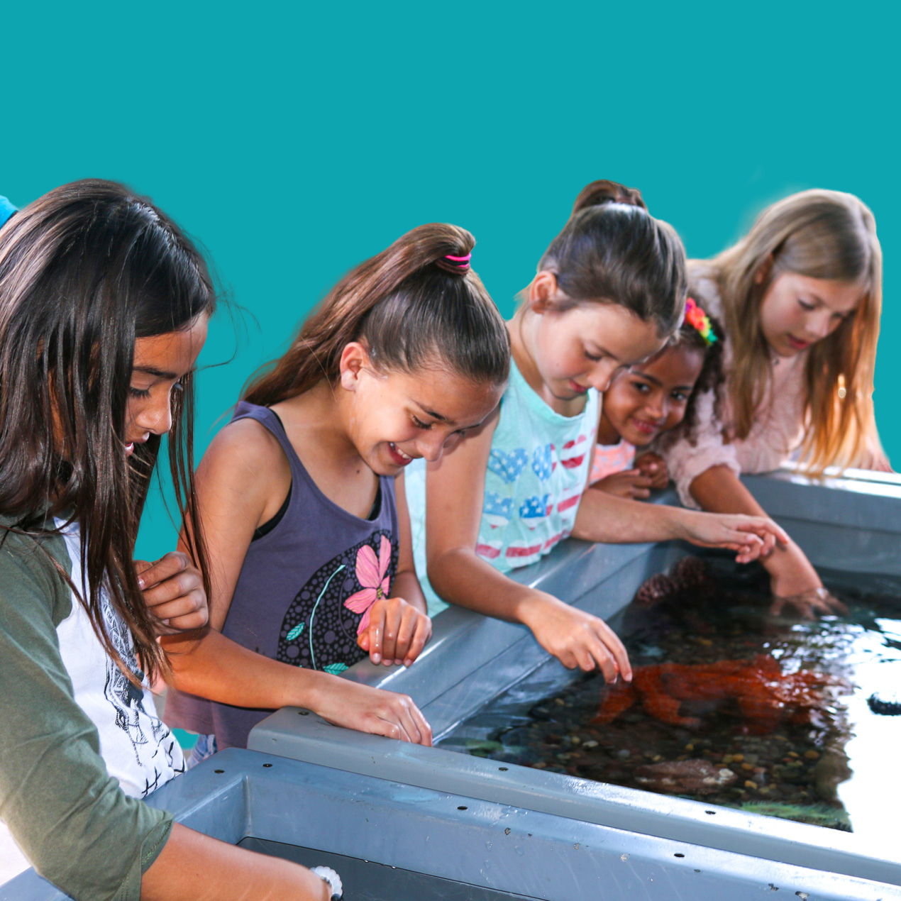 group of kids at touch tank teal background
