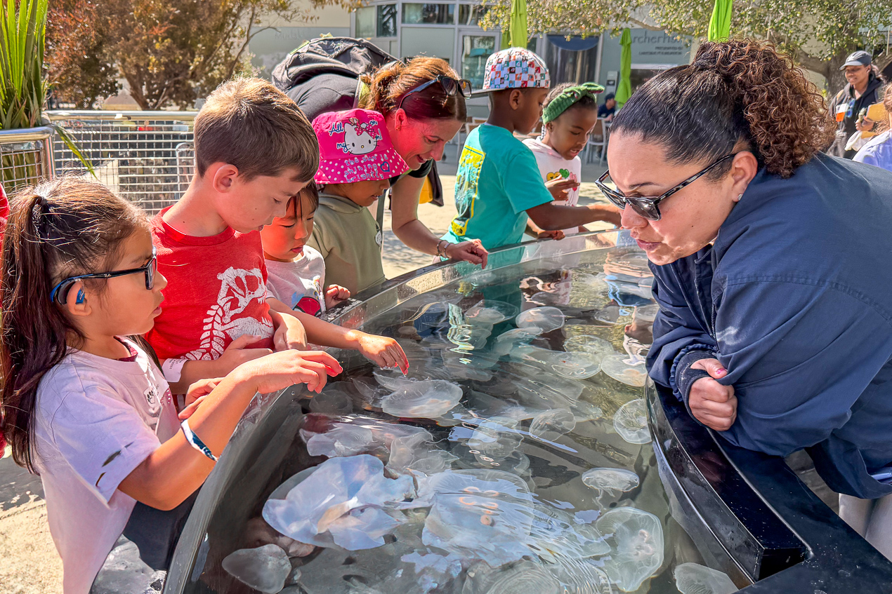 kids touching moon jellies with educator