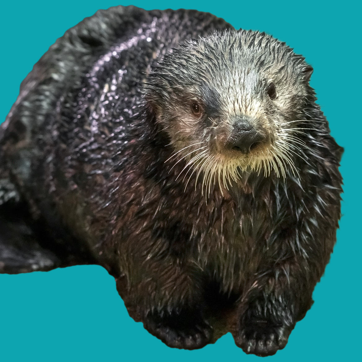 sea otter front teal background