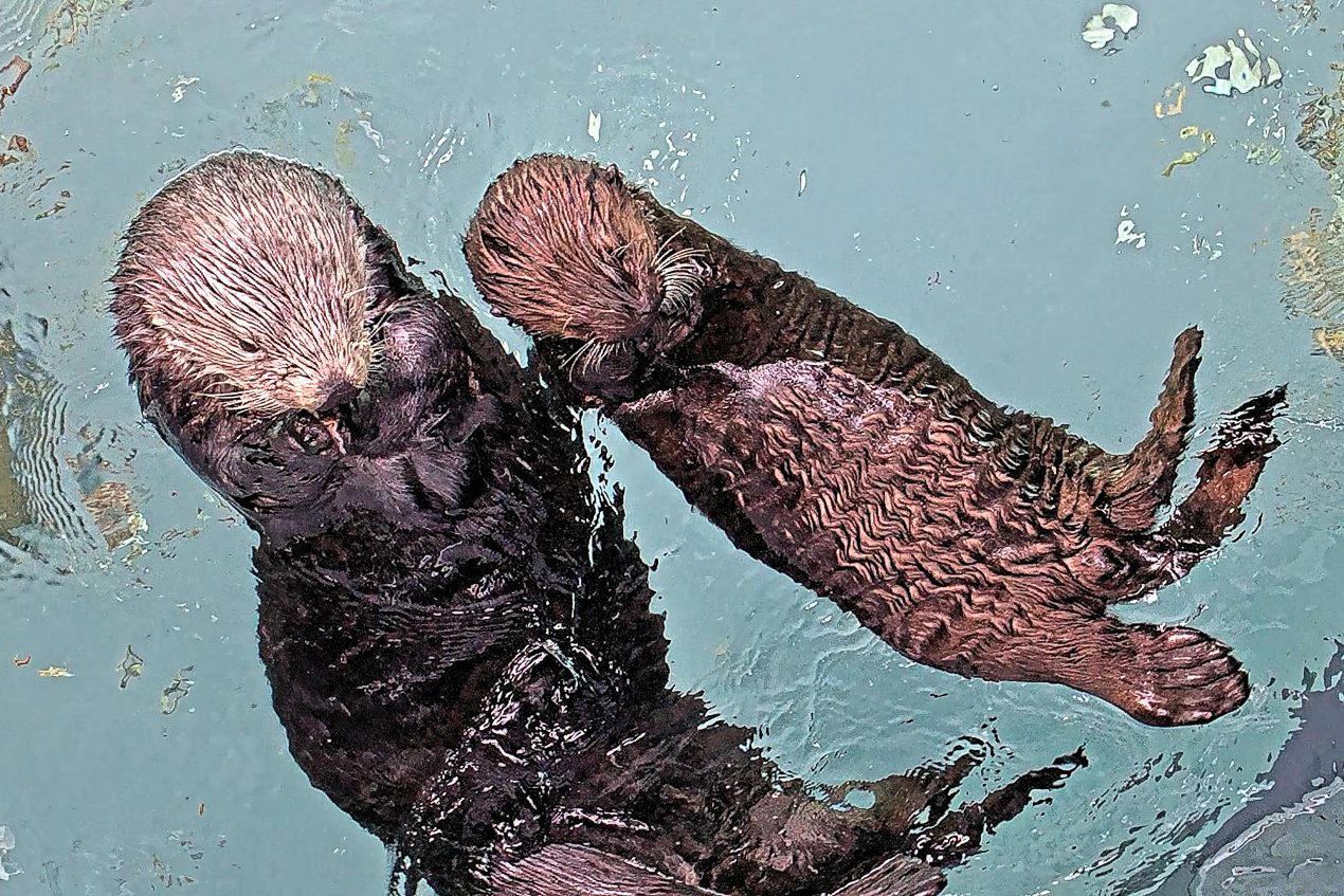 sea otters floating near each other