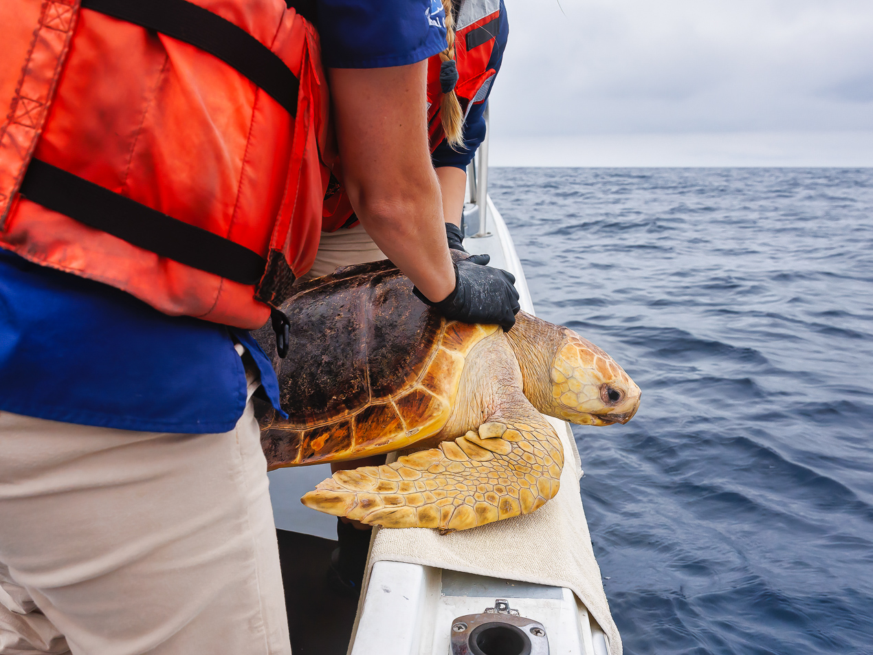 Sea turtle release people boat