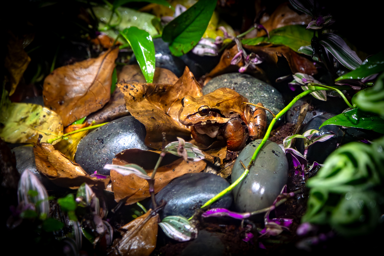Smoky jungle frog foliage