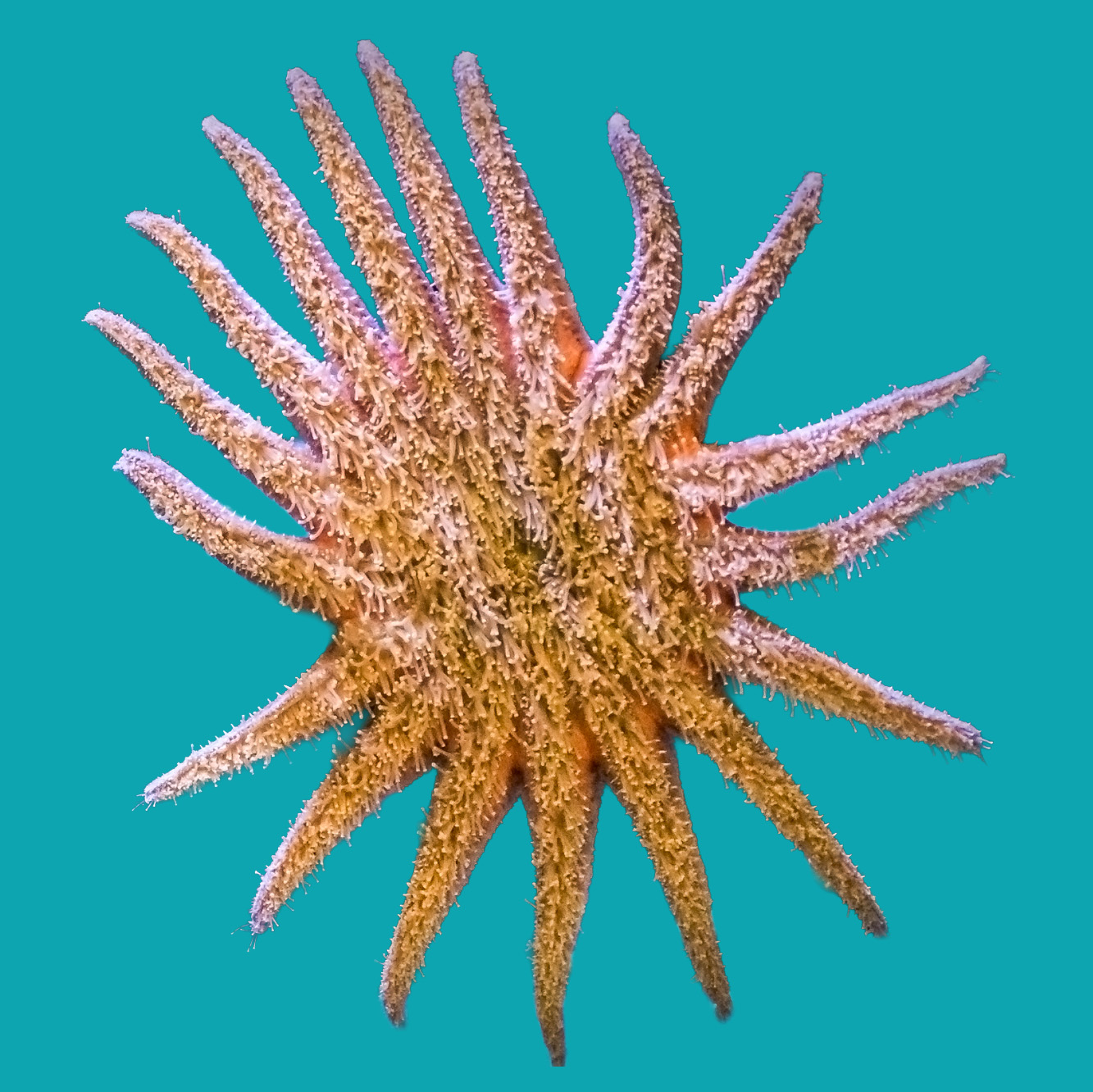 sunflower sea star underside stretch teal background
