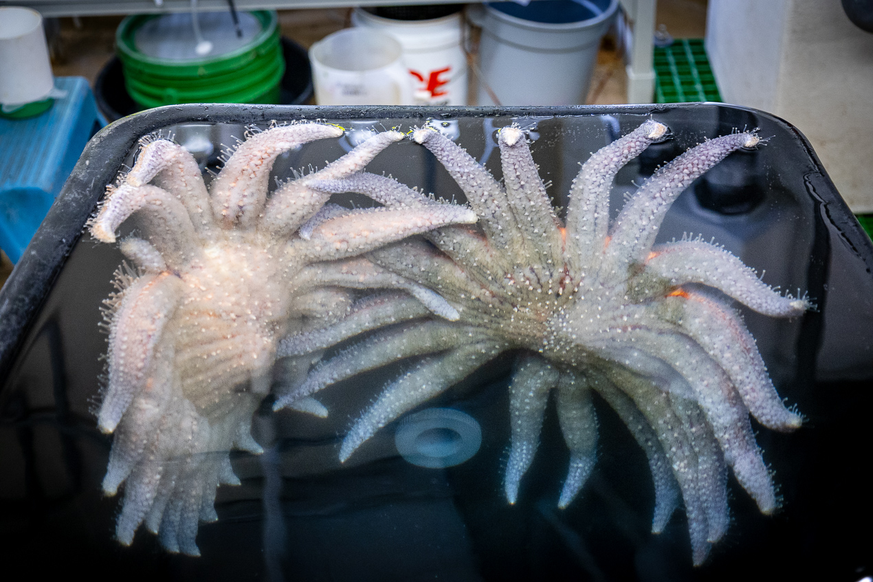 Two sunflower sea stars in tank