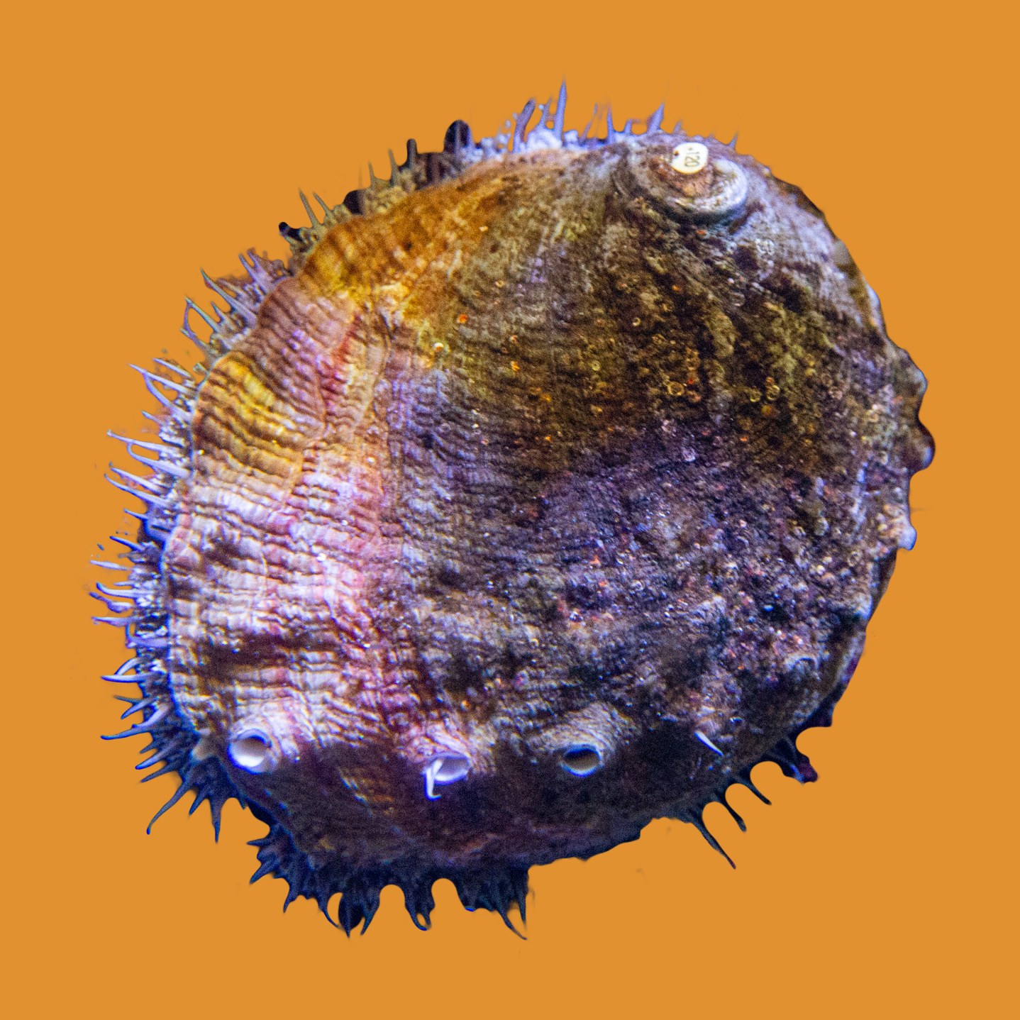 white abalone orange background