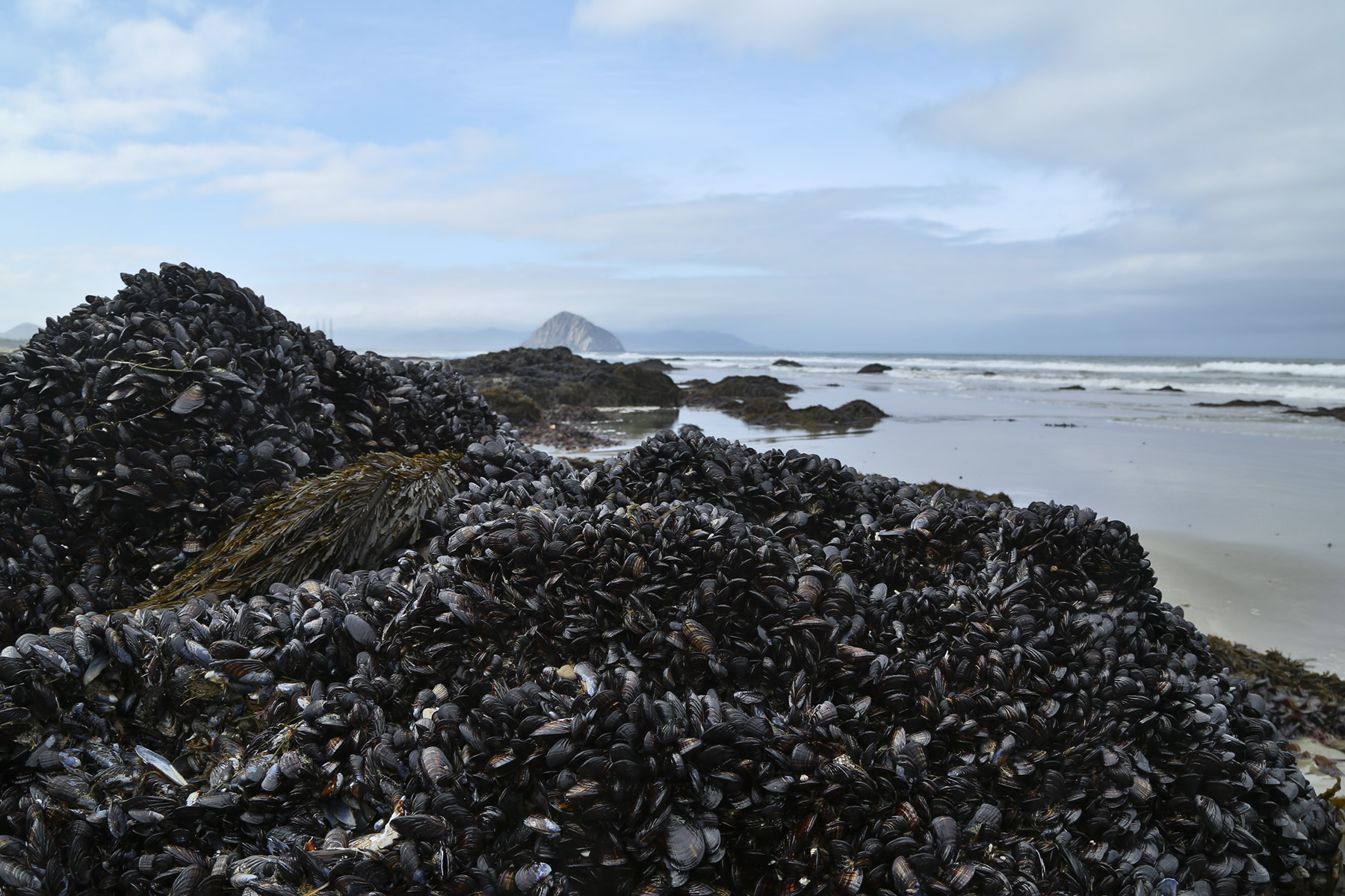 Crowded mussel bed