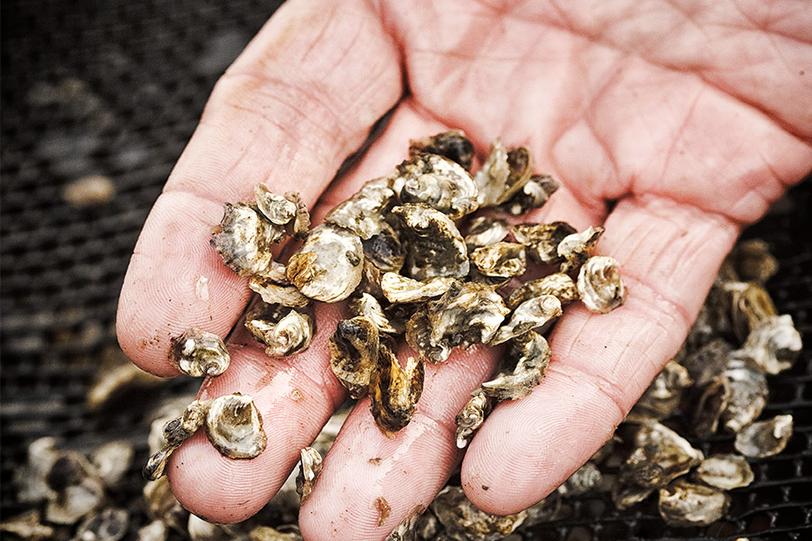Close up of baby oysters in hand 900x600 gallery.