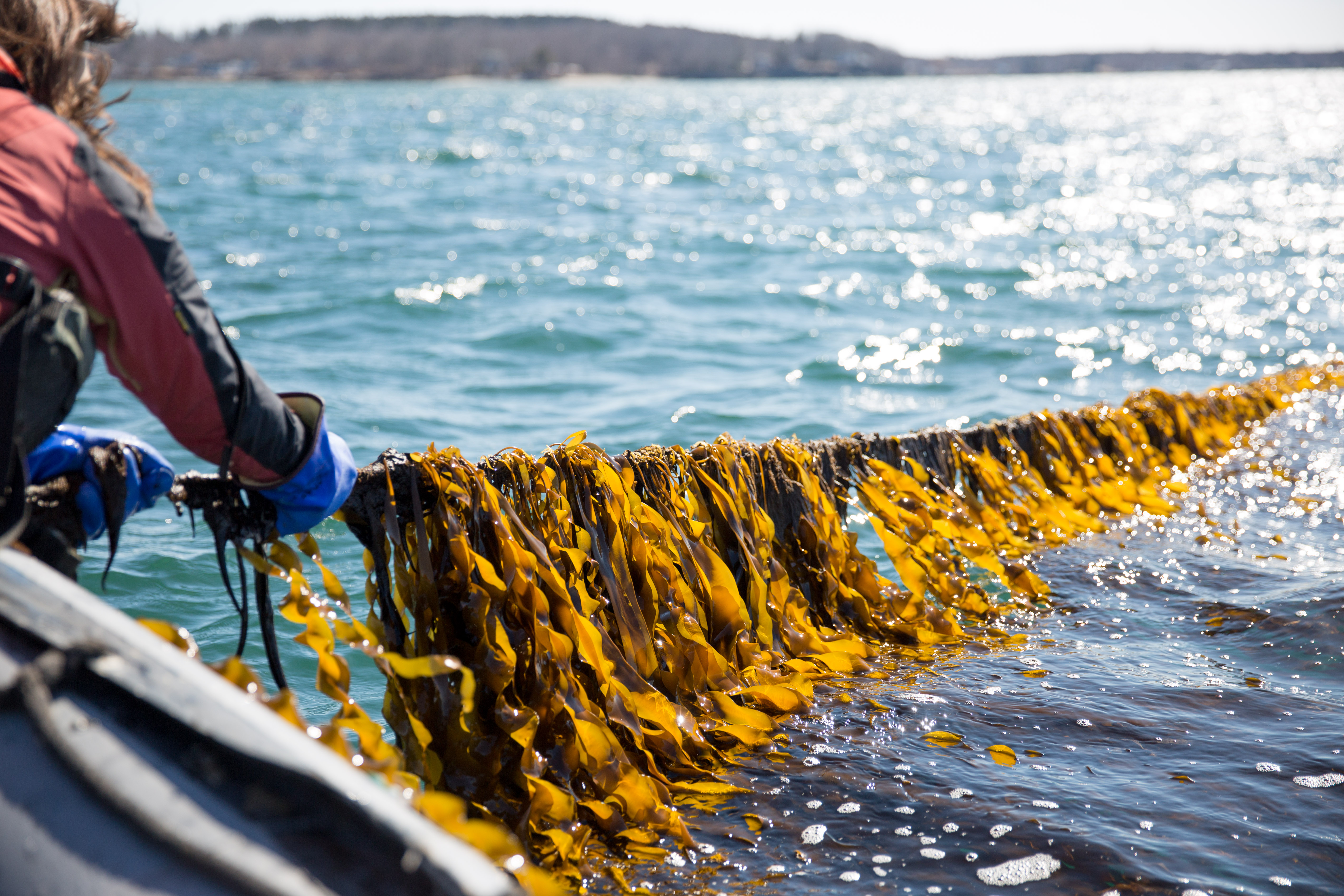 Kelp farmers pulls kelp out of water onto boat