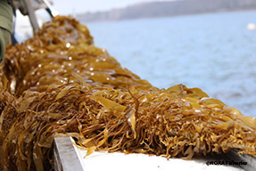 Farmed Seaweed
