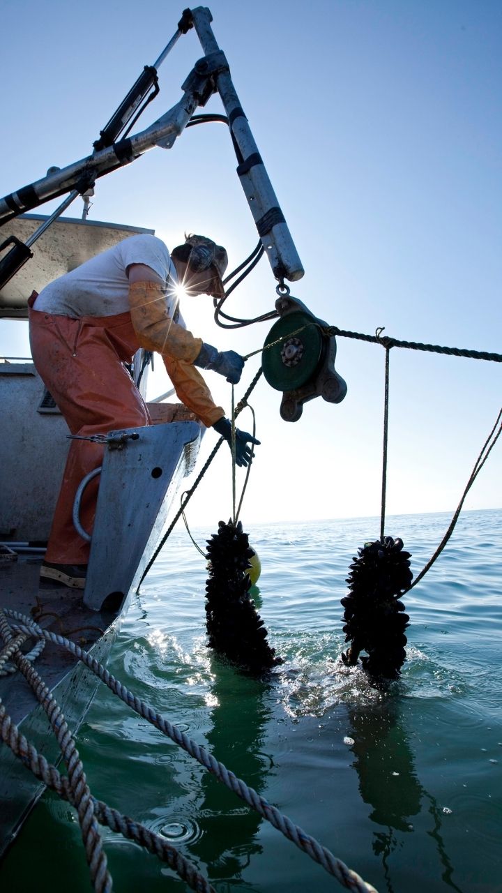 Aquaculture farmer pulls mussels on a longline out of the water from a boat.
