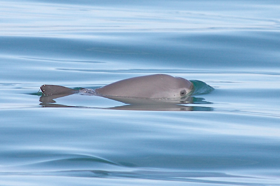 Vaquita at the surface of the water