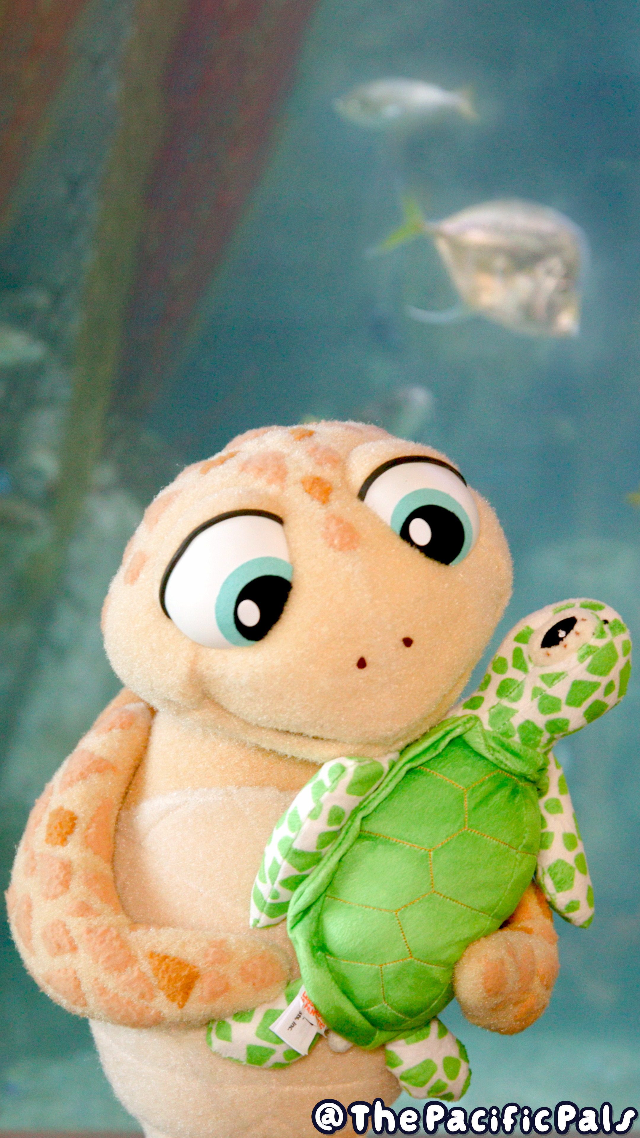 Pablo the Sea Turtle cuddles a soft green sea turtle stuffed animal.
