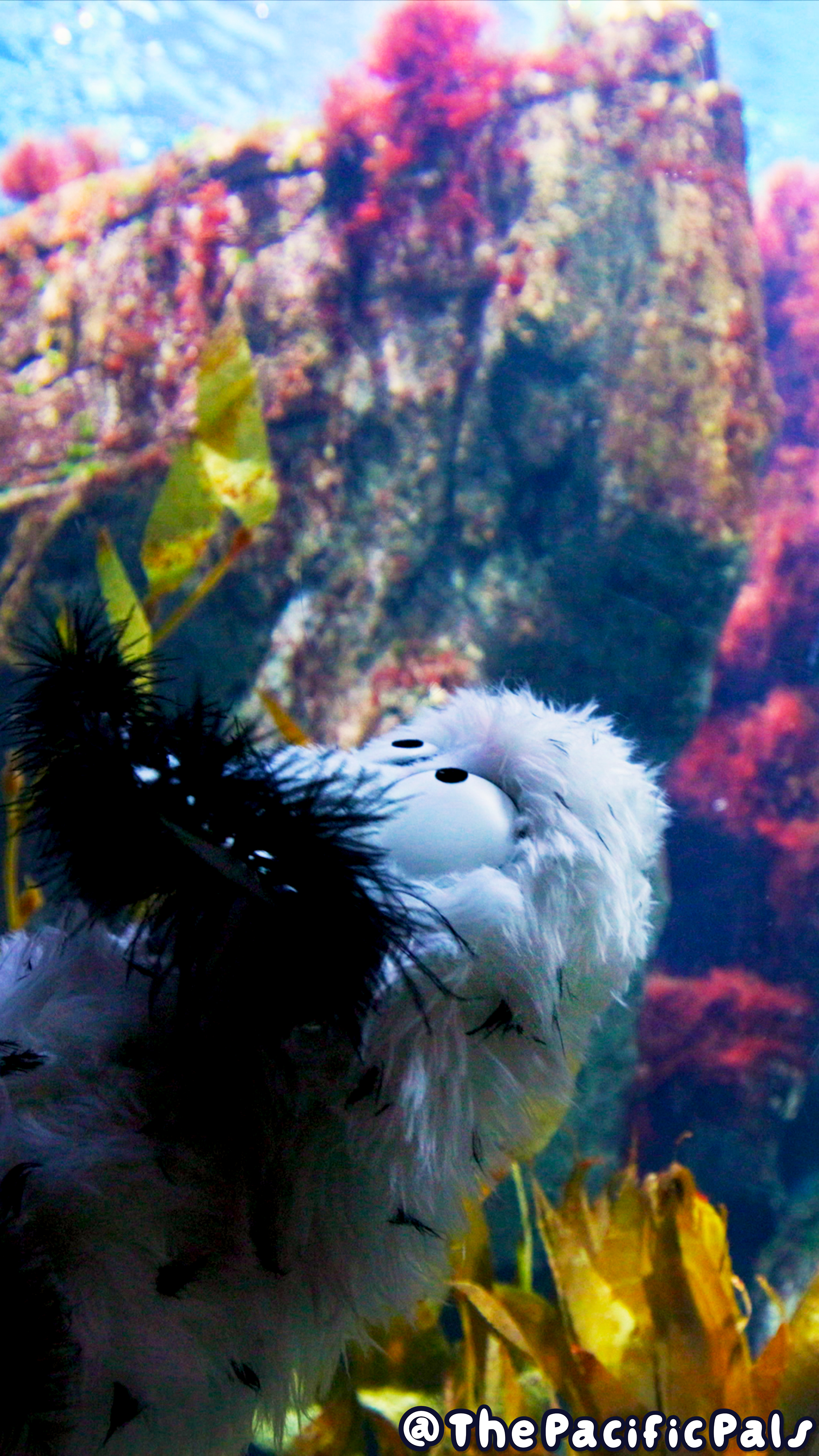 Beans the Sea Bunny gazes into a colorful Aquarium exhibit.