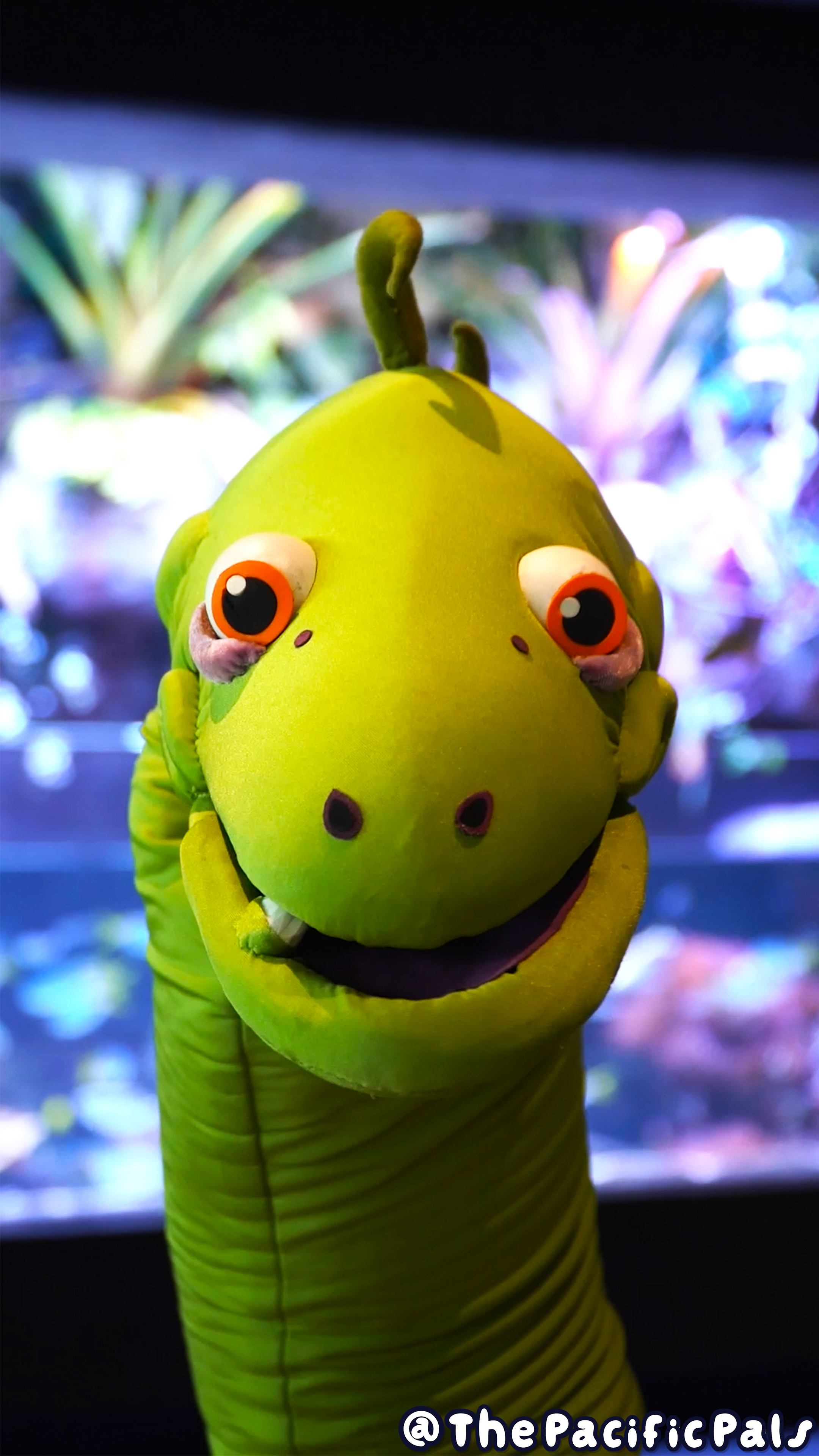 Bertrand the Eel stares downward in front of a colorful Aquarium exhibit.