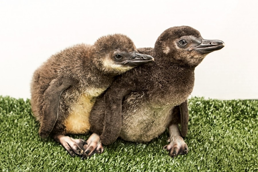 2016 penguin chicks