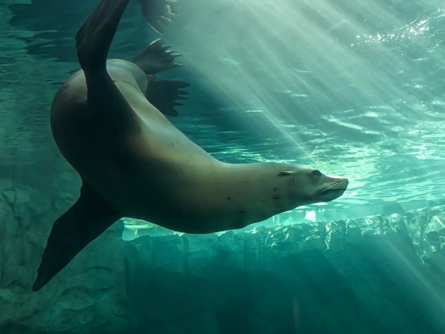 Milo the sea lion