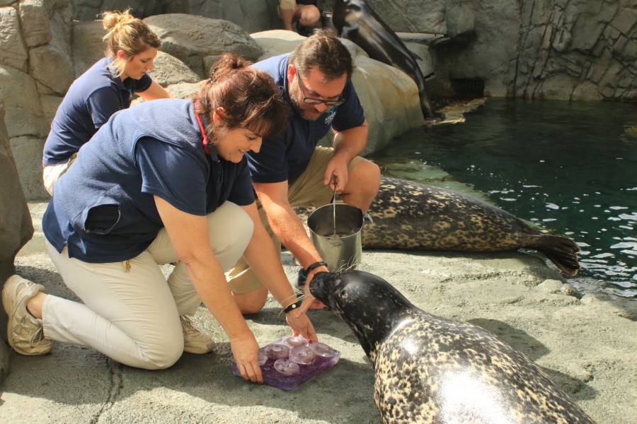 2017 Shelby Harbor Seal birthday