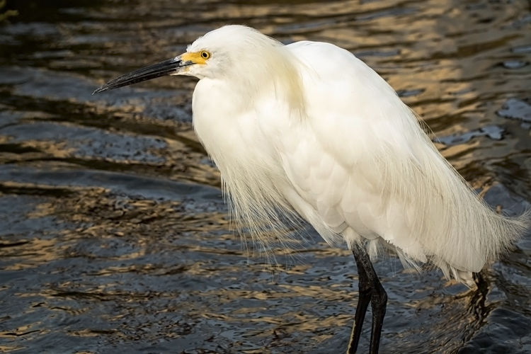 Snowy egret