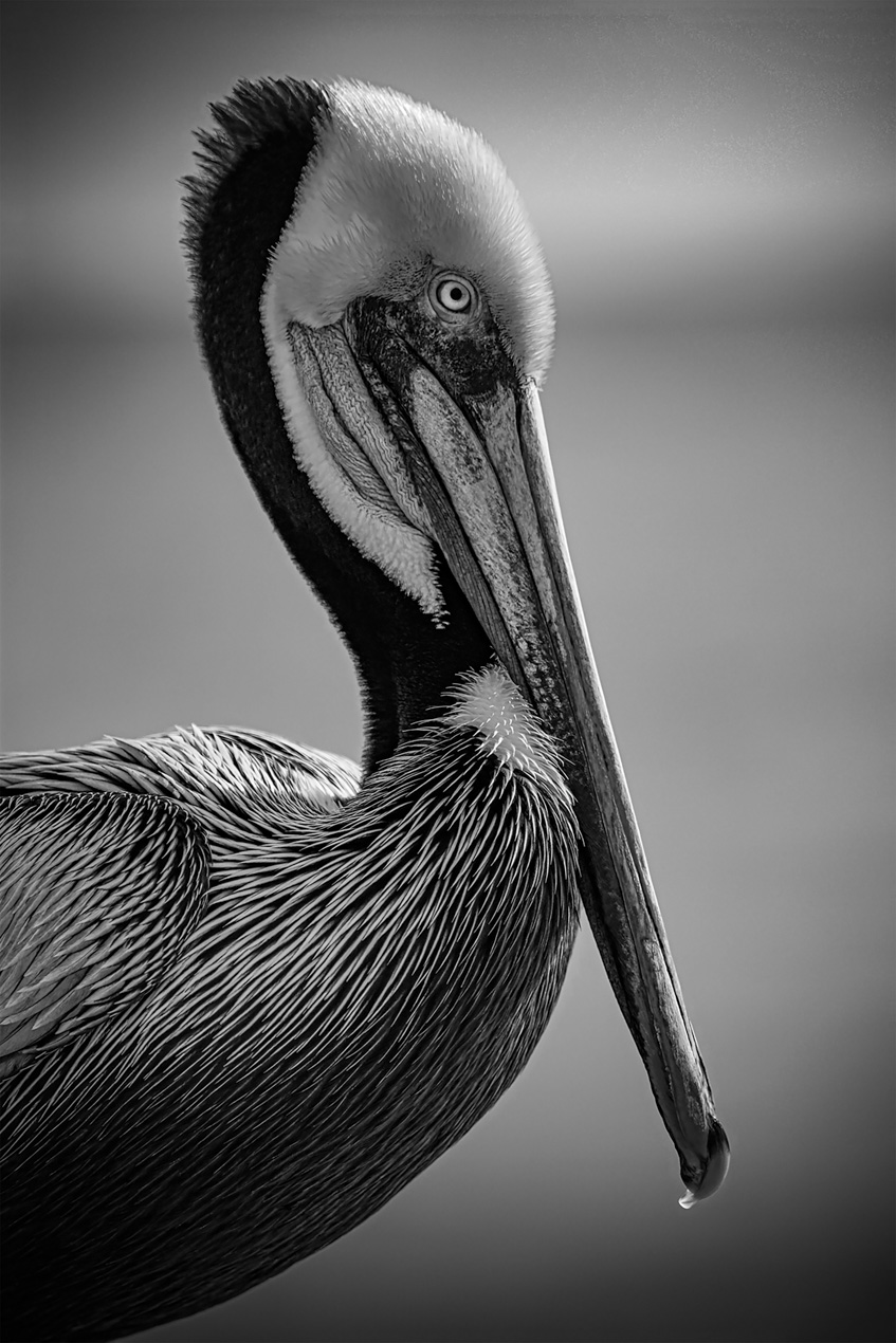 Black and white of pelican side view