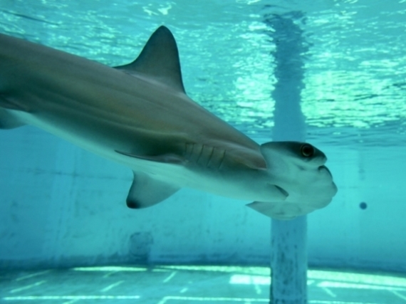 Scalloped hammerhead shark swims past viewing window of holding aquarium