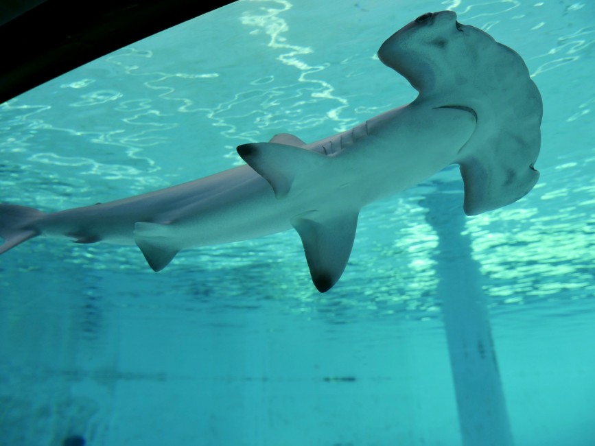 Scalloped hammerhead shark view from below while swimming past viewing window