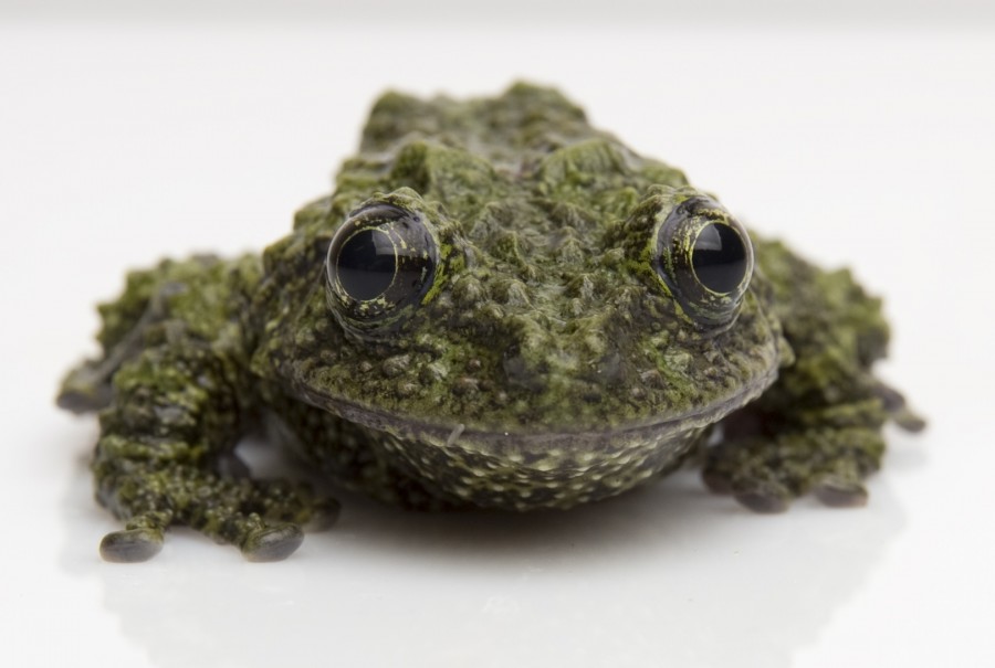 Mossy Frog