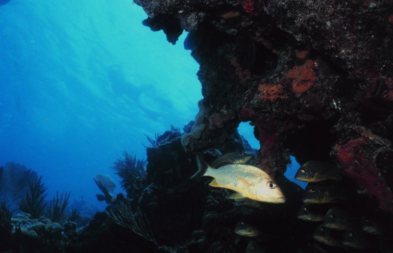 NOAA Florida Keys National Marine Sanctuary